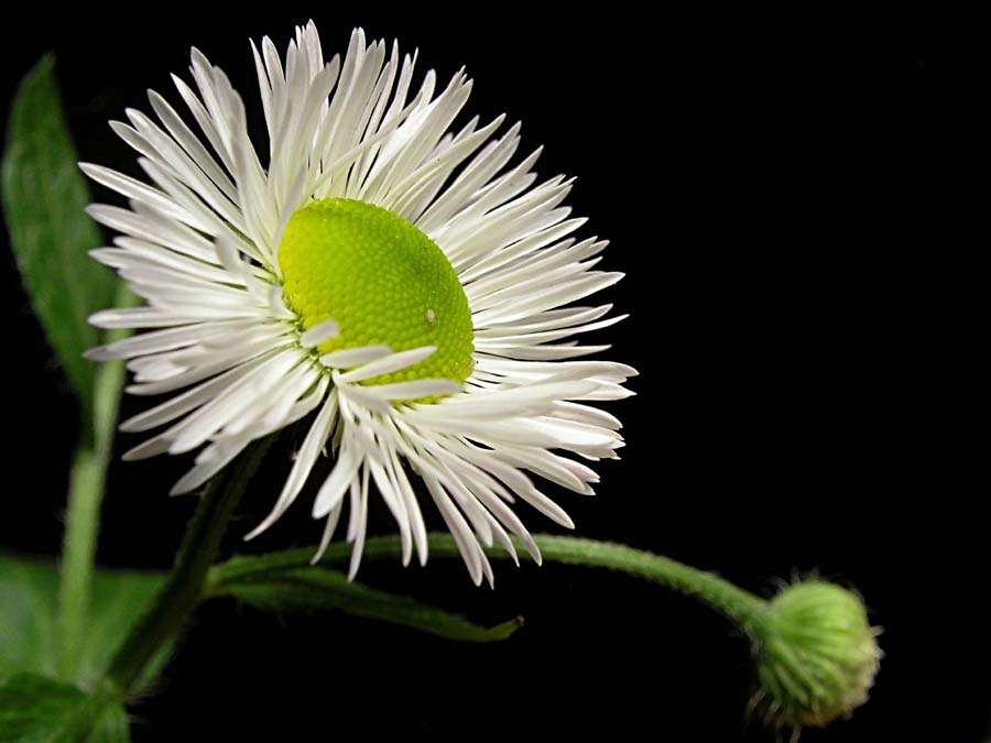 Daisy #2