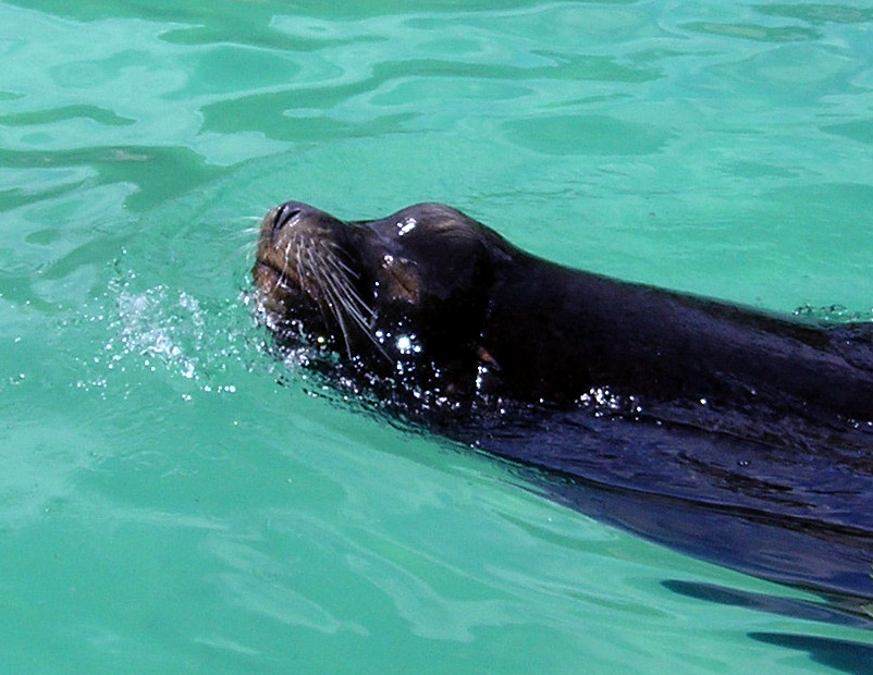 Sea lion