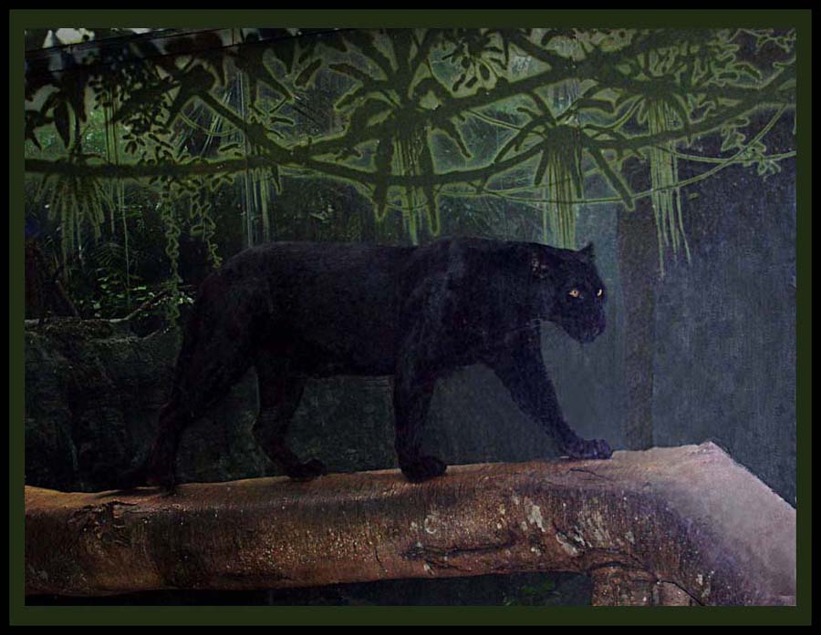 The Black Leopard