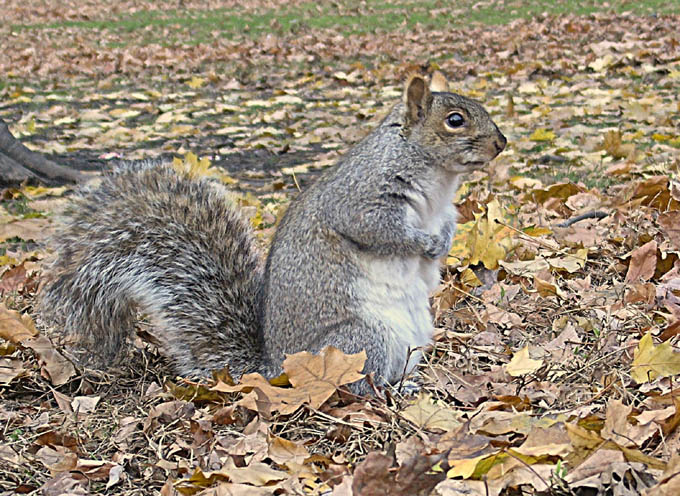 THE PARK SQUIRREL