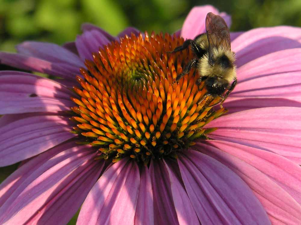 I'm the Bee you're my Flower