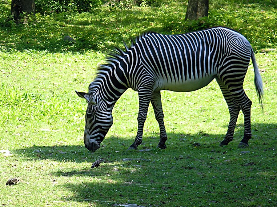 Zebra