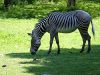 Zebra by Kerland Elder