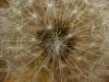 Close up of a dry Dandelion flower