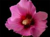 Pink Hibiscus by Kerland Elder