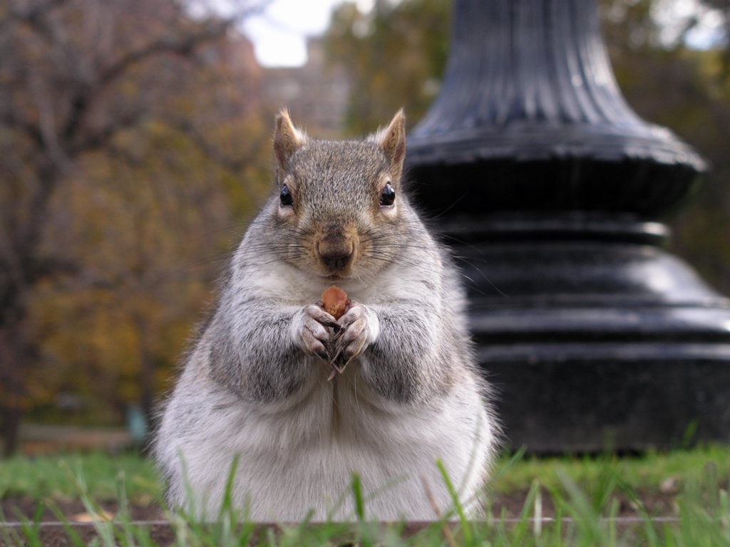 (Boston) Common