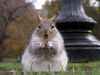 (Boston) Common by Brian Jacobs