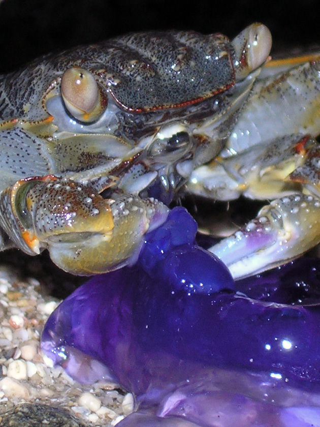 the crab and the jellyfish