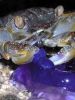 the crab and the jellyfish