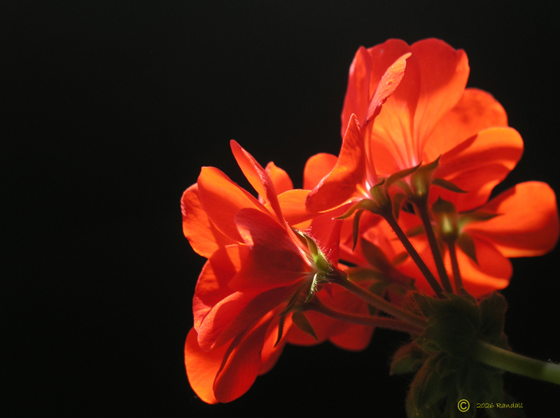Play of Light