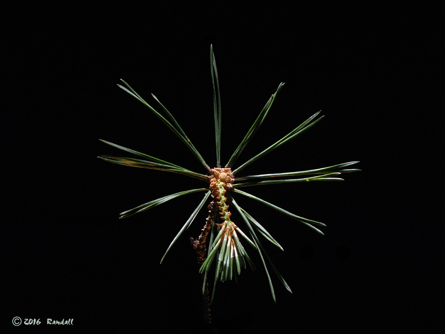 Spikey