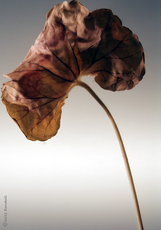 Geranium leaf