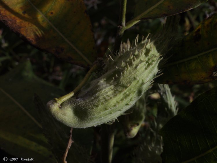 Botanical 1543