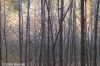 Quietude
