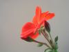 'Geranium' by Randall Beaudin
