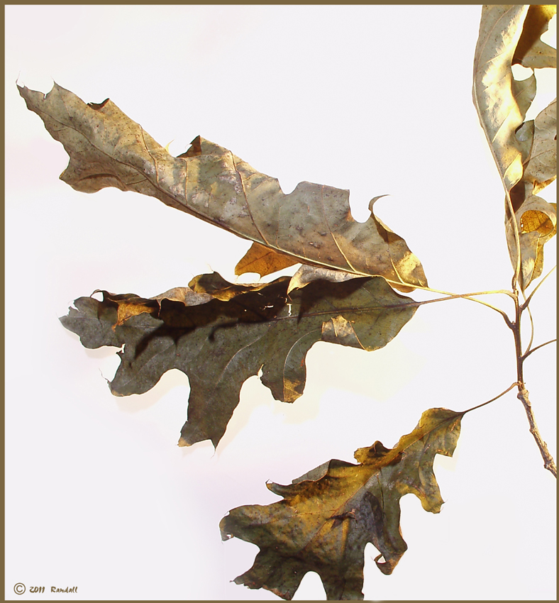 Oak Leaves
