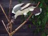 Butcher Bird~Cracticus torquatus by Randall Beaudin