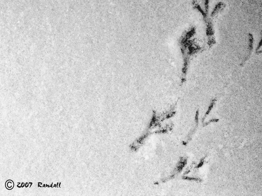 Footprints  on My Doorstep