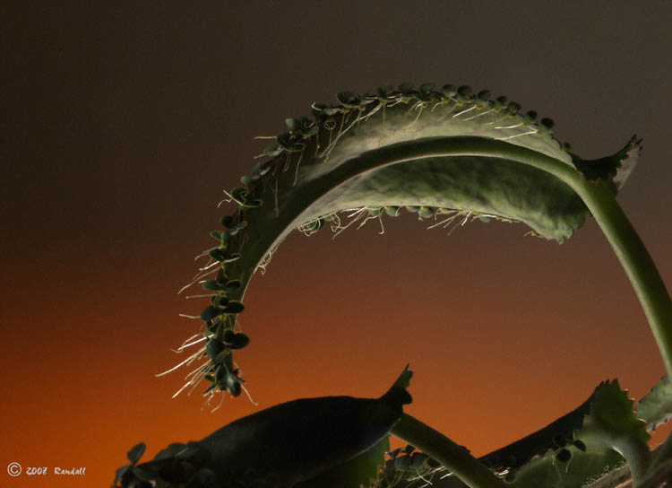 Devils Spine