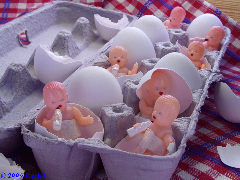 Where Chicks Come From!