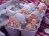 Where Chicks Come From!