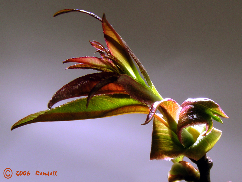 Botanical 977