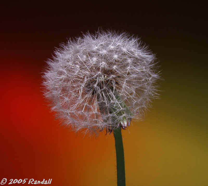 Dandelion