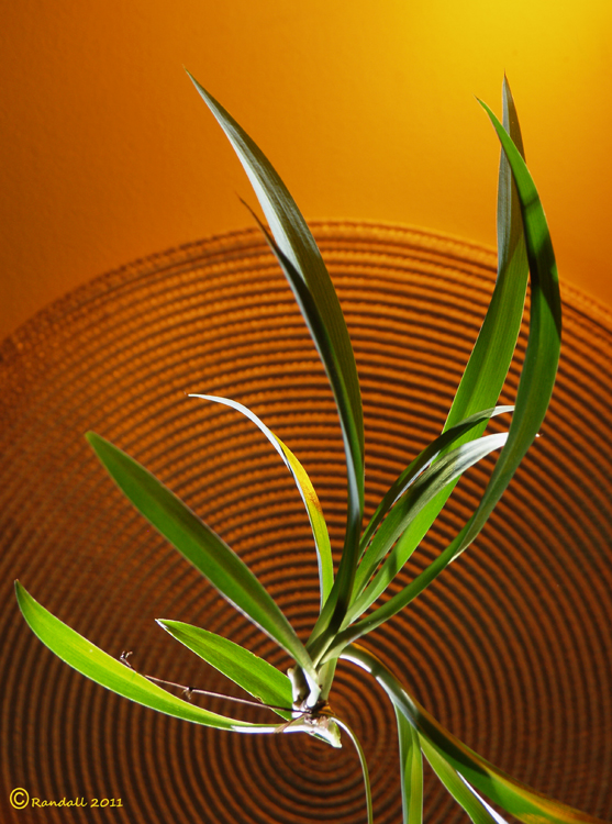 Spider Plant