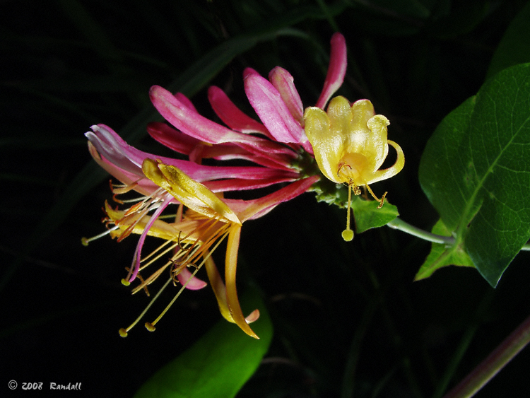 Botanical 093