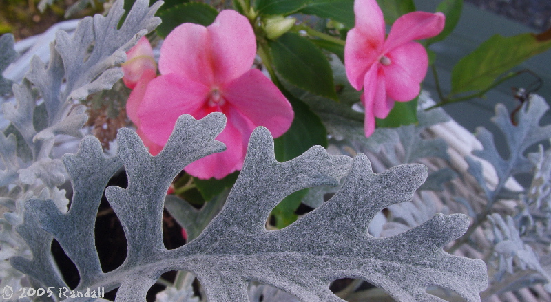 Botanical 144