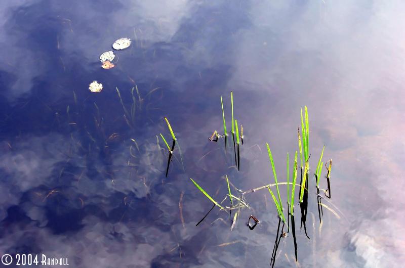 Water Lilys 1