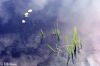 Water Lilys 1