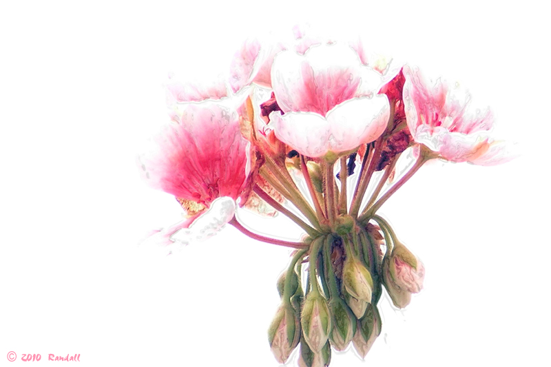 Botanical 838