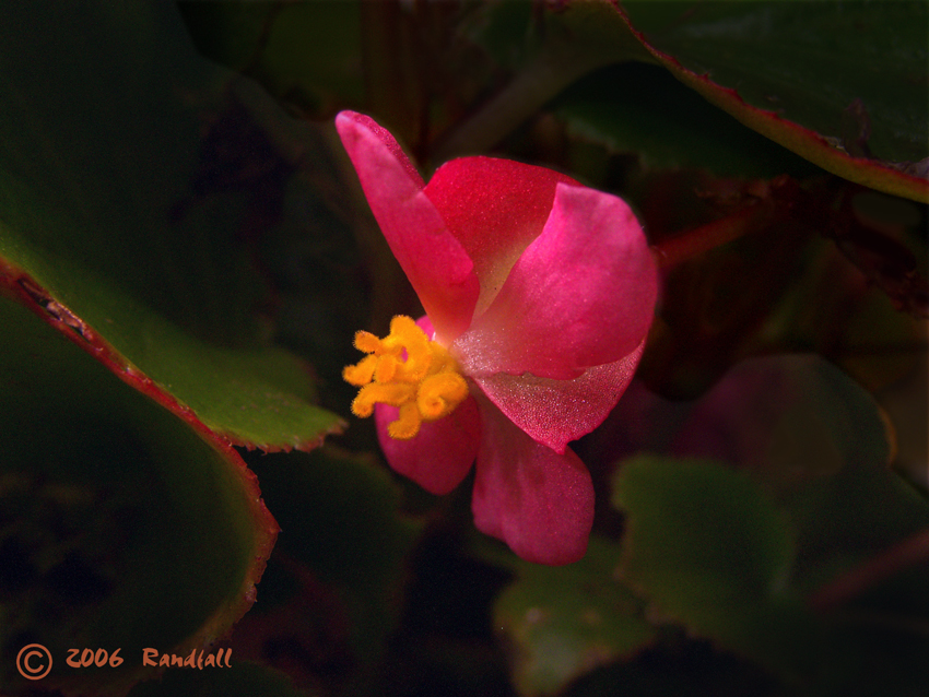 Botanical #082