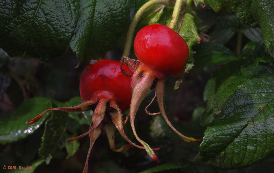 Botanical 596