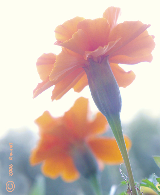 Botanical 586