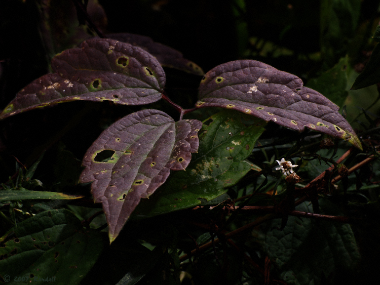 Botanical 1503