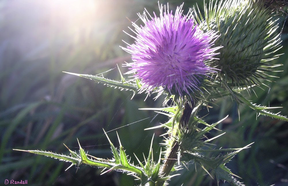 Botanical 339