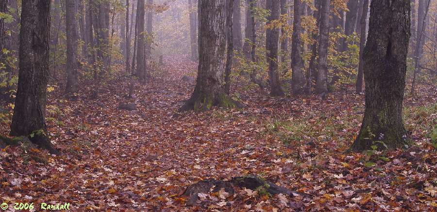 Foggy Forest