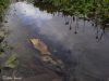 Reflections in a Mud Puddle by Randall Beaudin