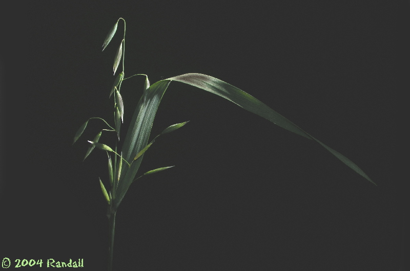 Wild Oats