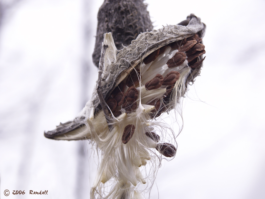 Botanical # 674