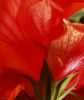 Botanical 925 by Randall Beaudin
