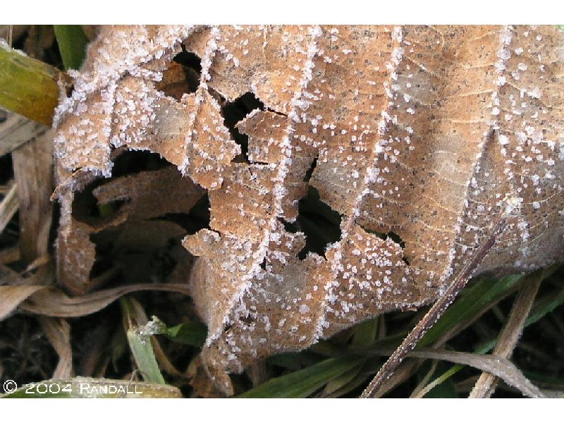 First Frost