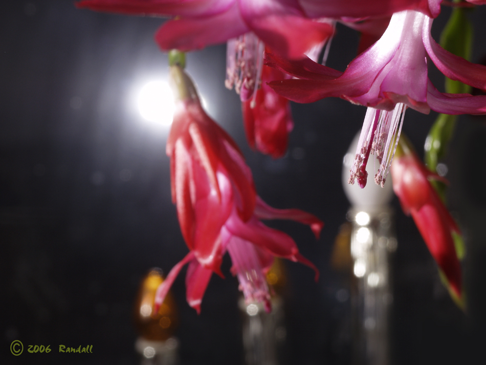 Christmas Cactus