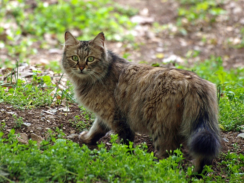 Mesmerizing Green Eyed