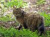 Mesmerizing Green Eyed by Bijan Falsafi