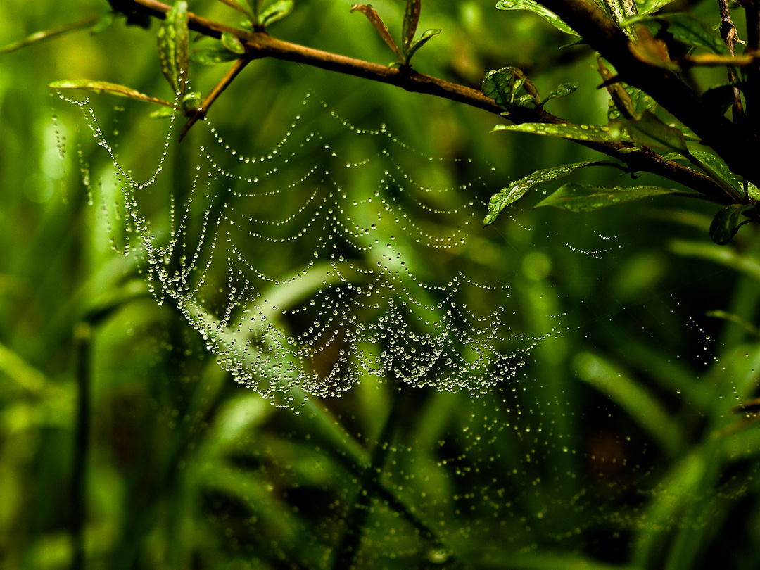 Web
