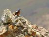 a male Rufous-tailed Rock-Thrush (Monticola Saxitilis)