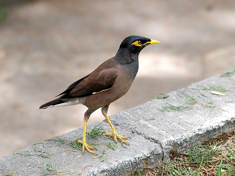 Common Mynah in Tehran 2